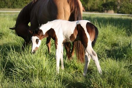 Elevage de paint horses de qualité en bretagne