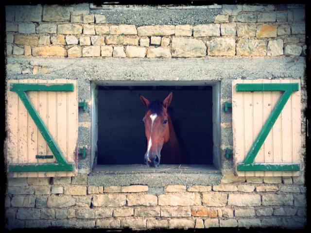 Pension de chevaux - Ecurie Equipop (16)