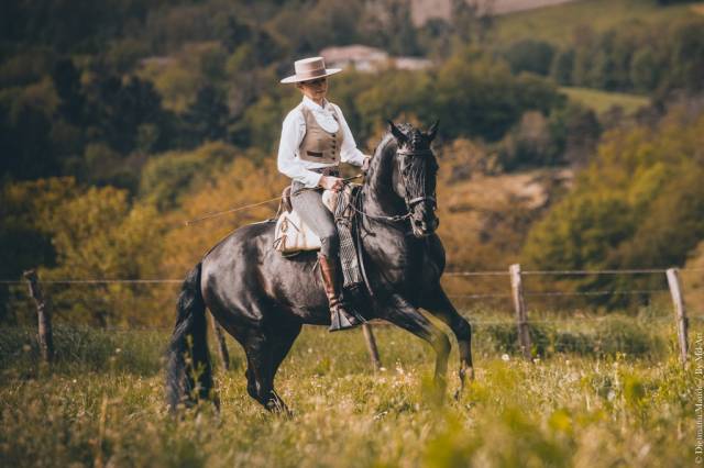 Tenorio de verlin : saillie ténorio de verlin - etalon pure race espagnole