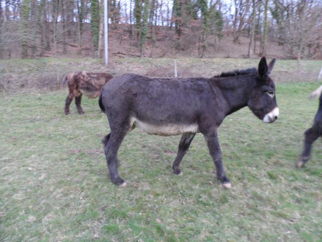 vends anesse grand noir du Berry pure race