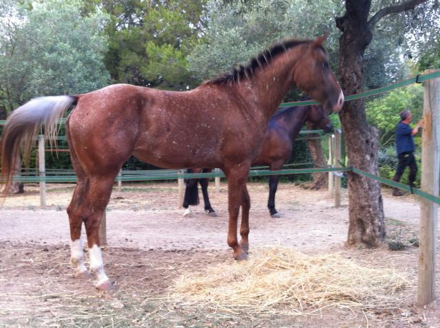 tres belle jument appaloosa, excellents papiers ApHC