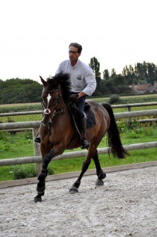 CHEVAL SUPER SYMPA TRES POLYVALENT !