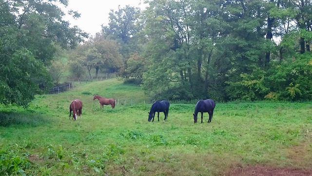 Pension pour chevaux retraités et de ballades 