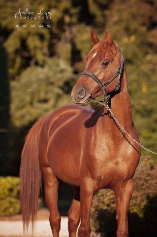 Un endroit serein pour un cheval serein!