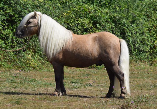 étalon shetland PP