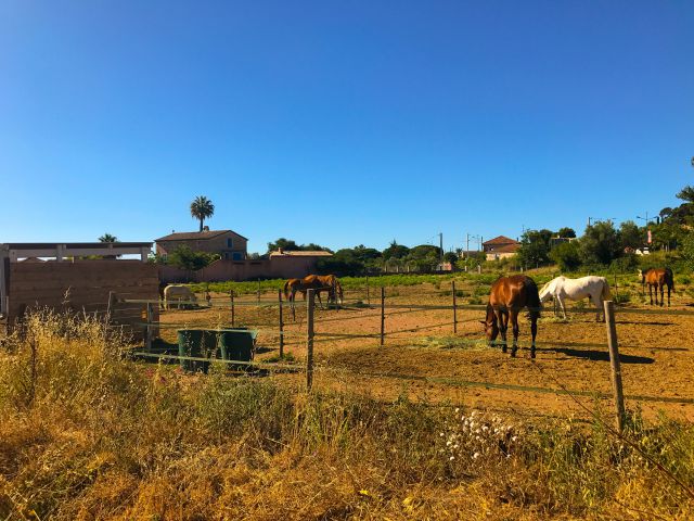 Pension chevaux, poneys / Écurie de propriétaire