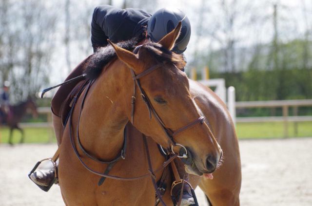 Pension chevaux - Ecurie de propriétaires 