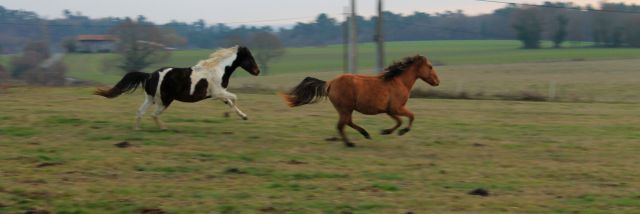 Pension chevaux paddock paradise