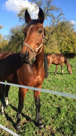 pension chevaux Etang fleuri