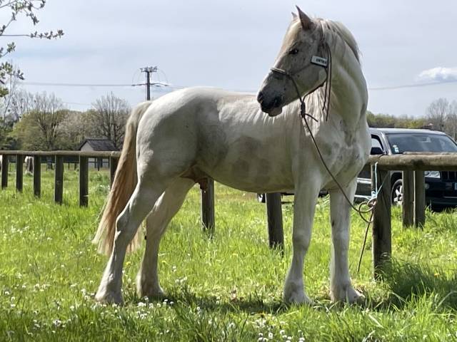 Apaloosa croisé Percheron - Pie Alezan Tovero