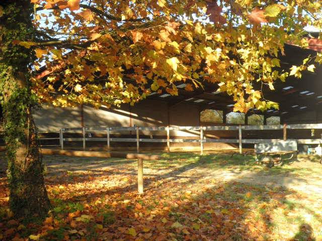 Pension chevaux/poneys