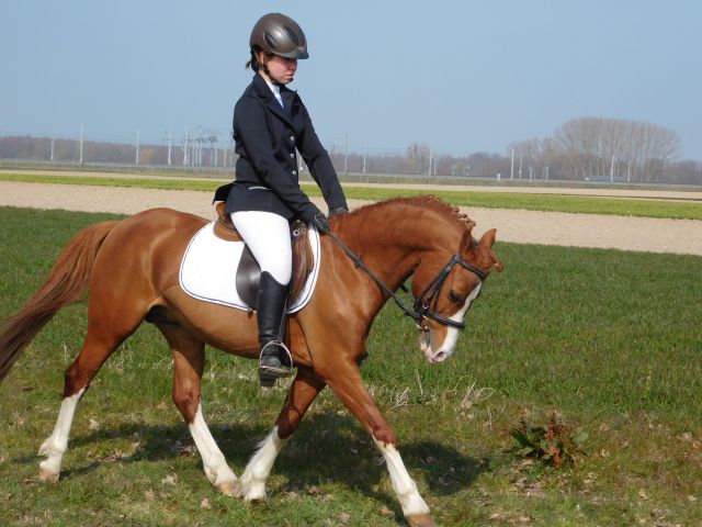 CENTRE EQUESTRE DES PAPILLONS