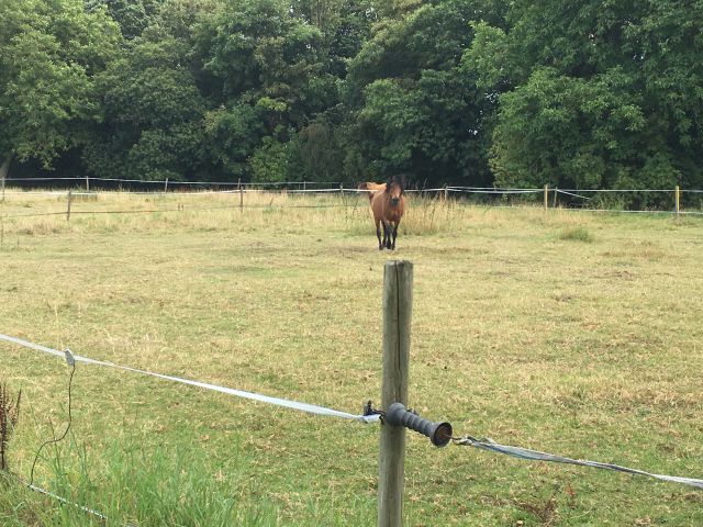 Un havre de paix pour chevaux à la retraite 