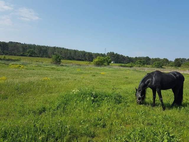 Pension chevaux la barque (  fuveau )