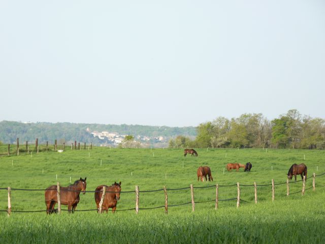 Ecurie de proprietaires, centre equestre, poney club