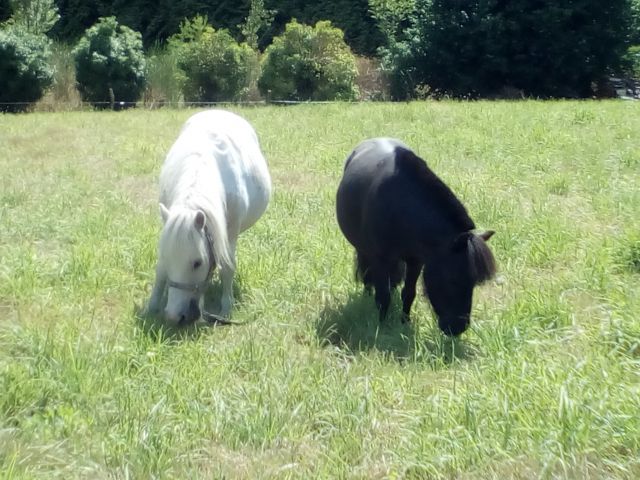 pension chevaux, Poneys, retraité