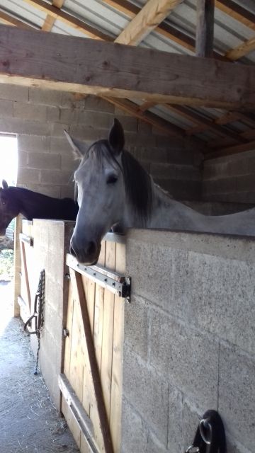 Pension chevaux poney et retraite 