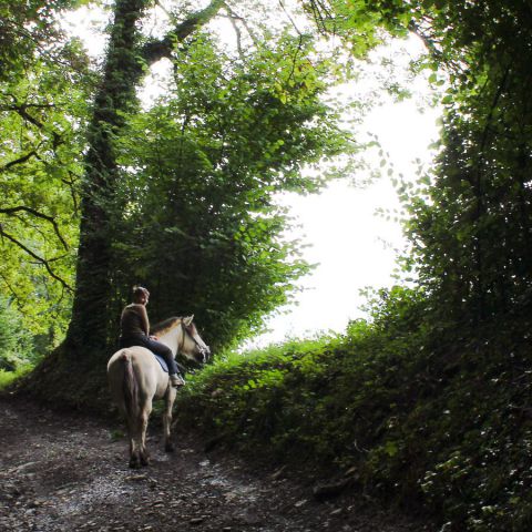 Demi pension fjord - cheval de loisirs