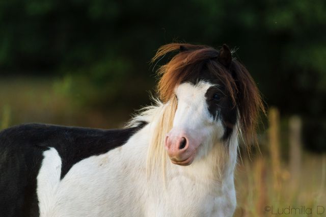 Saillie poney shetland pp