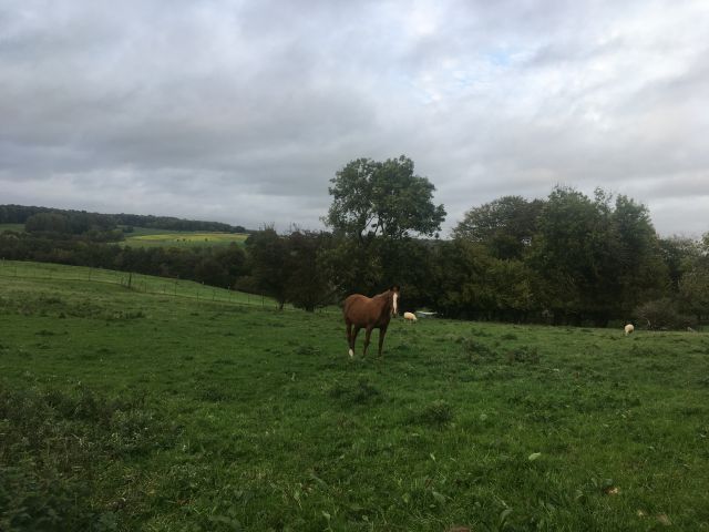 pension cheval ou poney