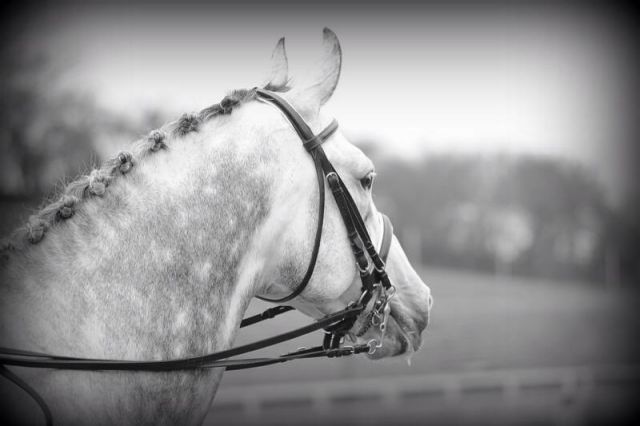 Zimba : zimba 168cm 2004