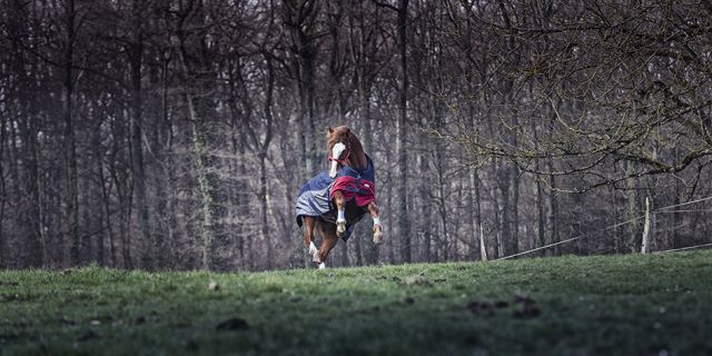 Pension chevaux - Ecurie du loti (67)