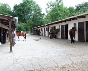 Pension, écurie de propiétaires et location de boxes 