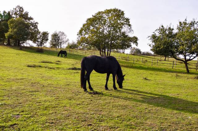 Pension chevaux 100% pré