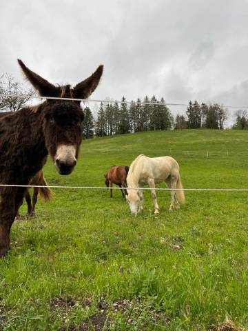 Pensions chevaux - Crazy Horse 