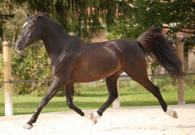 SAILLIE ETALON ARABE SHAGYA 472459 Saillie talon Equirodi