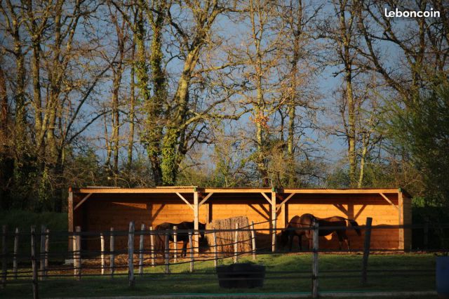 Pension chevaux - Pré avec abri - Foin à volonté