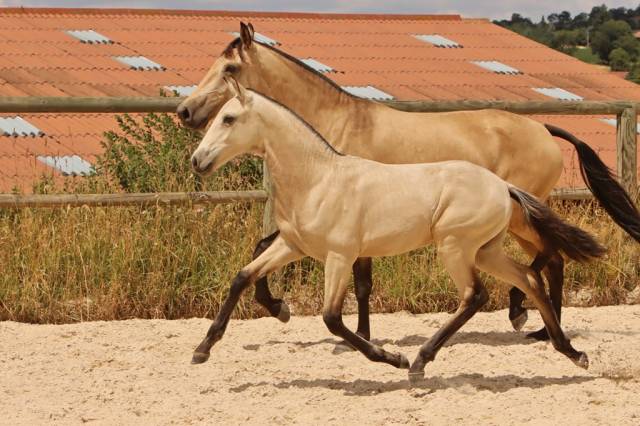 Vends poulains et pouliches pre et psl
