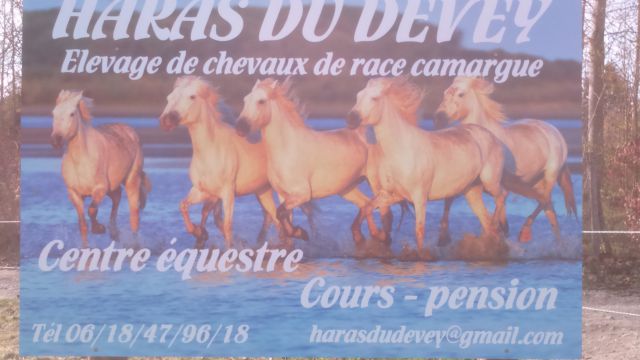 Pension , élevage, enseignement de l'équitation.