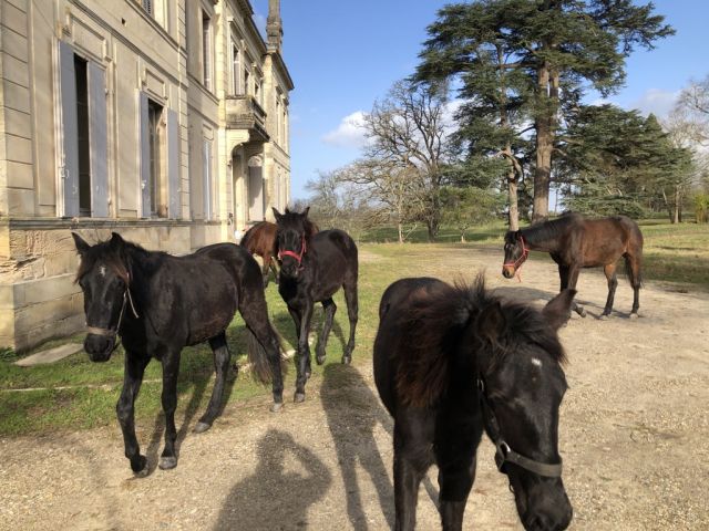 Pension chevaux - La ferme des Cèdres (33)