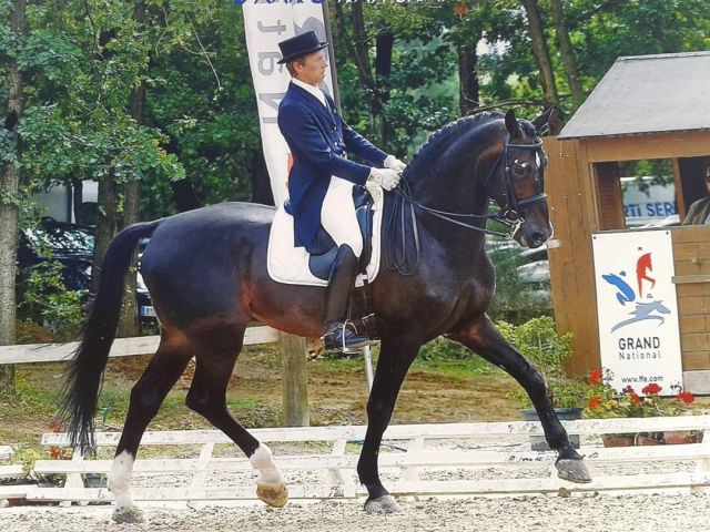 Propose Saillie Etalon Dressage/sport