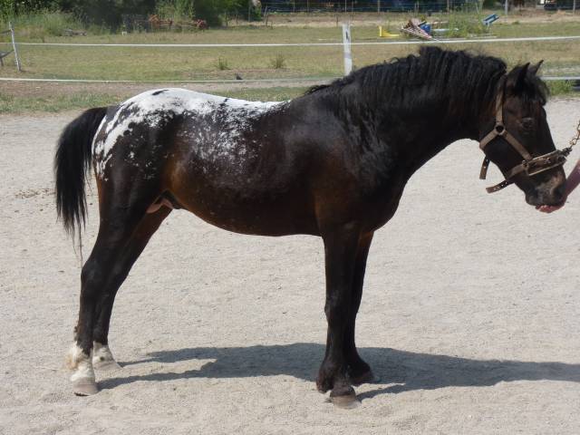 Poney american baschkir curly - black