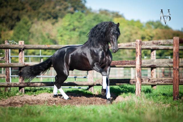 Barquero jf iv : etalon pure race espagnole pre noir (saillie)