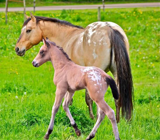 Bogieplated Jac Etalon Appaloosa Reining