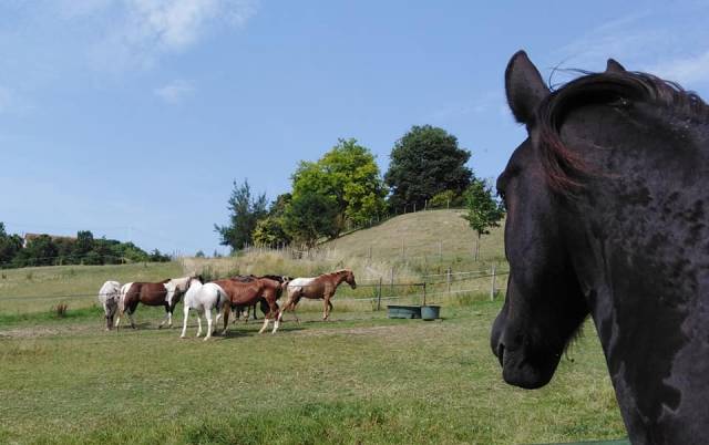 Pension équidés - Le Ranch des Centaurées (47)