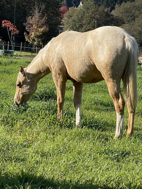 CB BOGIES MIRACLE GUN  2 ans  Appaloosa trés quarterisé