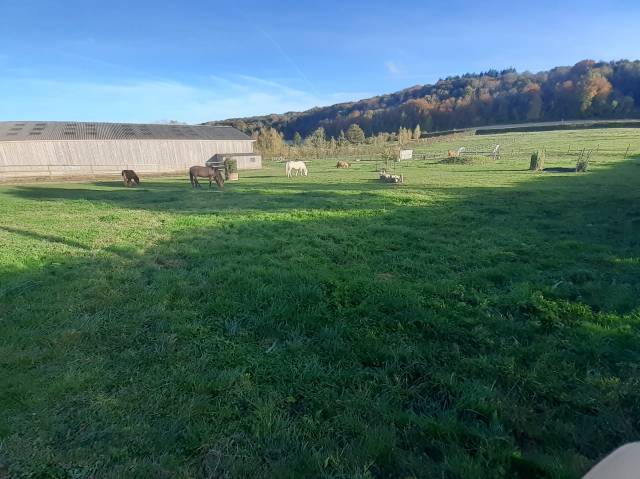 Pension cheval/poney/vacances à 5 kms d'Aumale