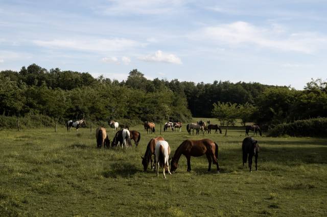 American Azteca Horse