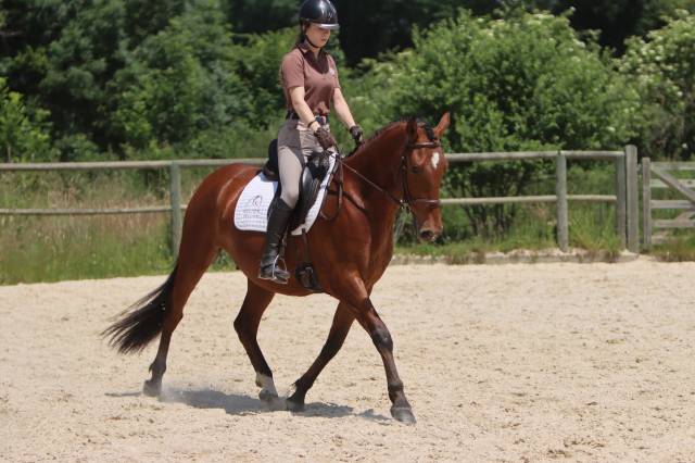 Hongre pure race espagnole né en 2022