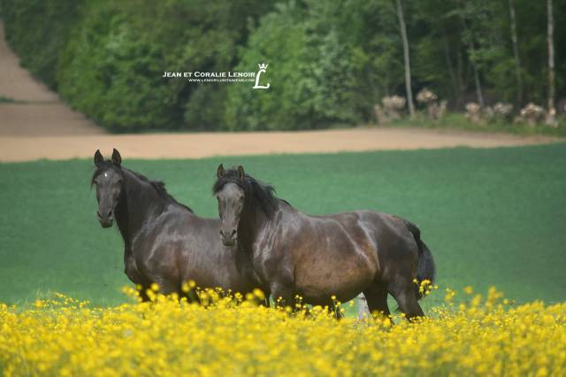 Poulains Pure Race Espagnole PP noirs 