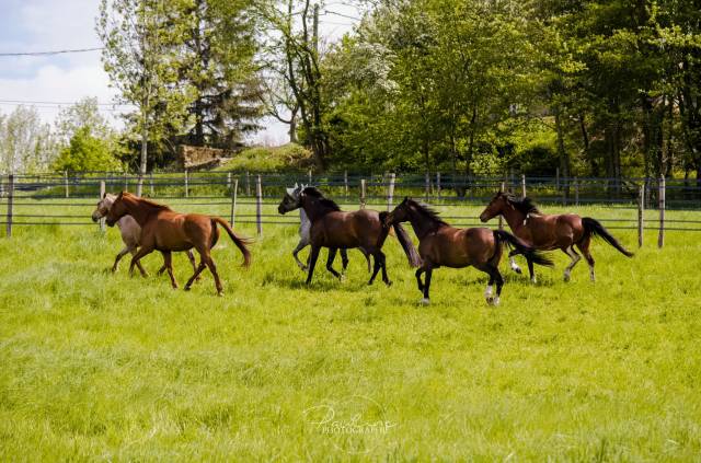 Ecurie de propriétaire - Pension Equi-piste avec prés