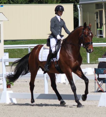 cours d'equitation dressage et haute ecole