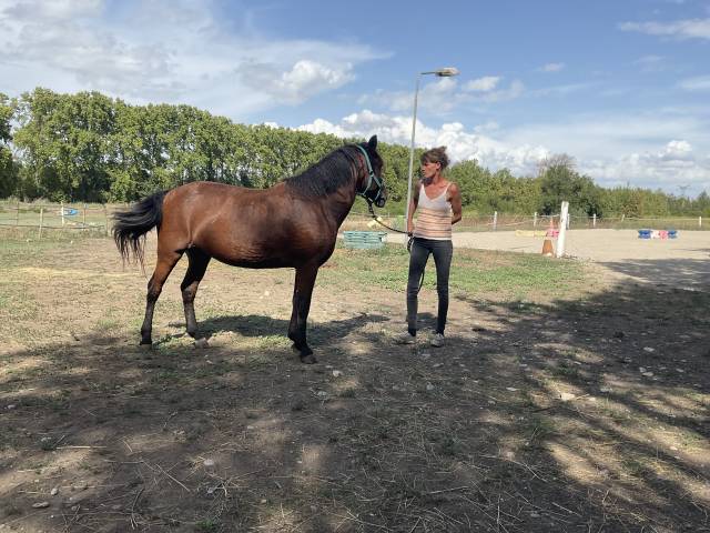 Ponette demi curly hypoallergénique - toscane