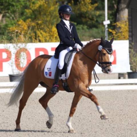 Cours / stages de dressage