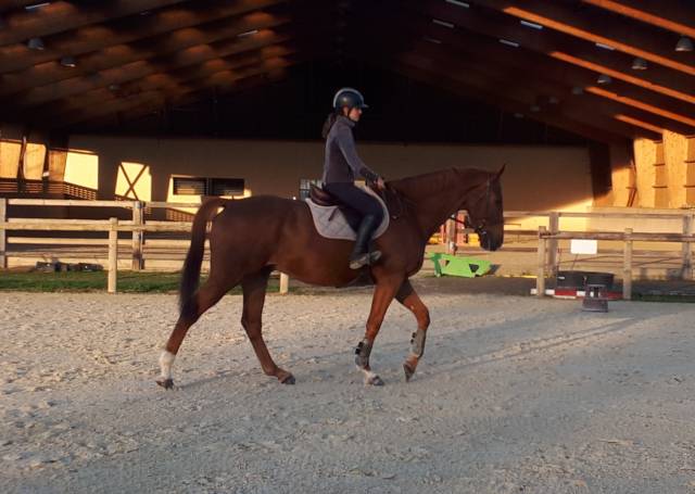 Cavalière monitrice dans l'Ain