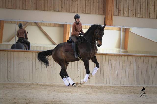 stage de perfectionement de dressage